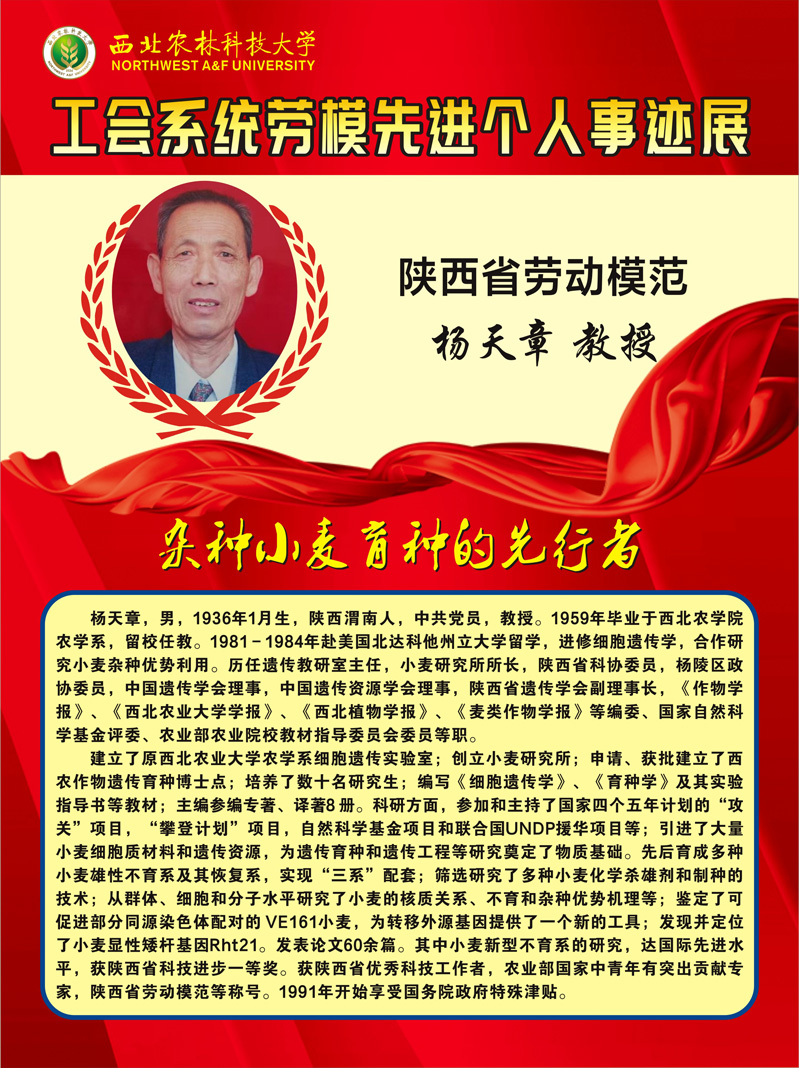 11.杨天章.jpg
