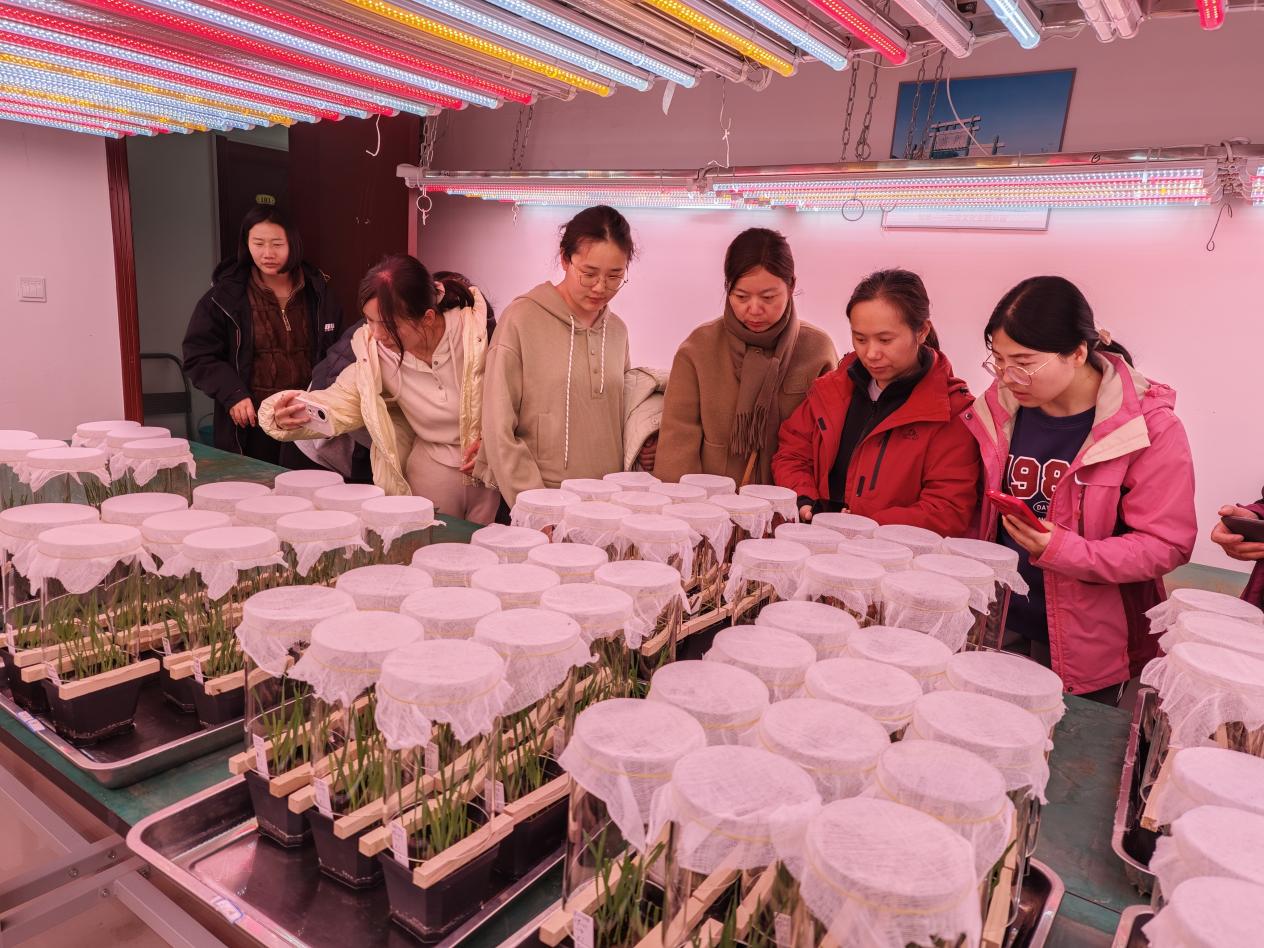 参观小麦条锈病菌